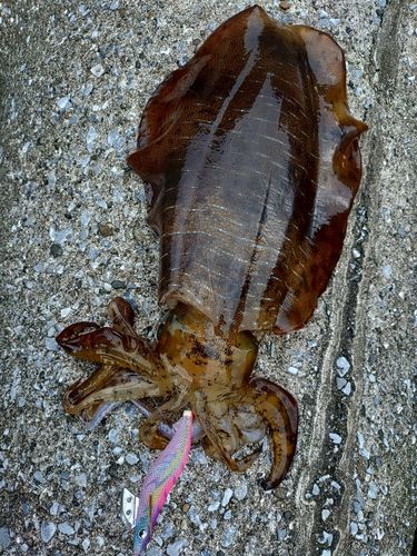 アオリイカの釣果