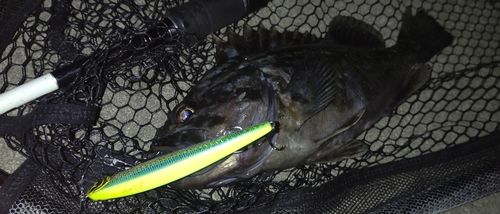 クロソイの釣果