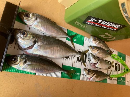 アジの釣果