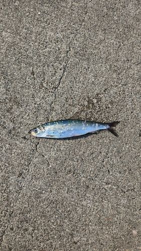 ニシンの釣果