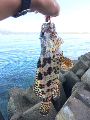 チャイロマルハタの釣果