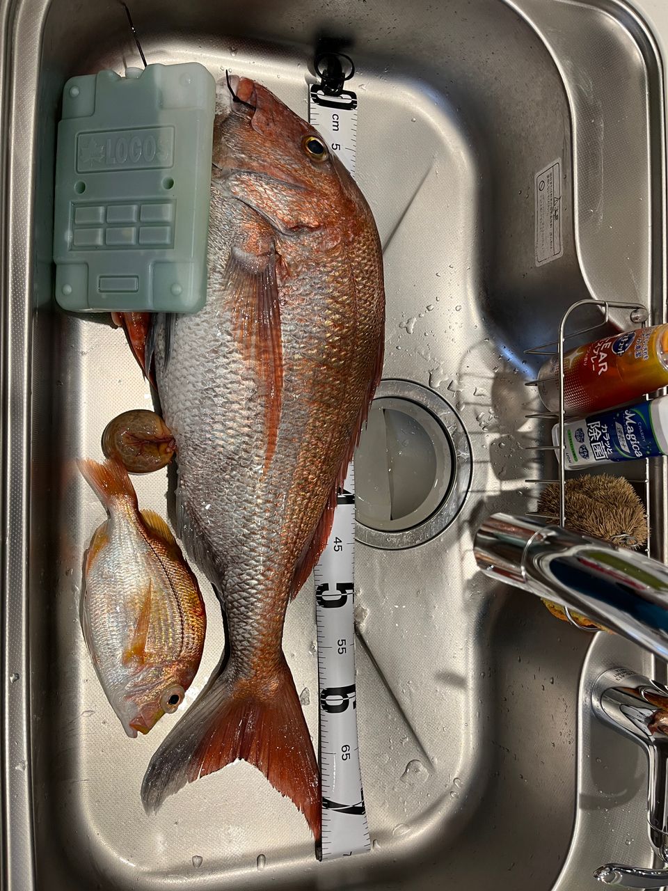 福之助福太郎さんの釣果 1枚目の画像