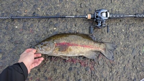 釣果