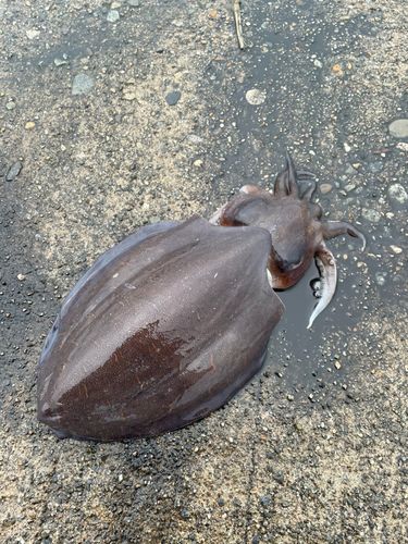 モンゴウイカの釣果