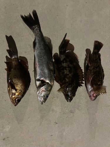 シロメバルの釣果