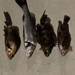 シロメバル