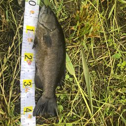 スモールマウスバス