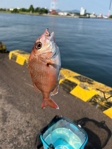 チャリコの釣果
