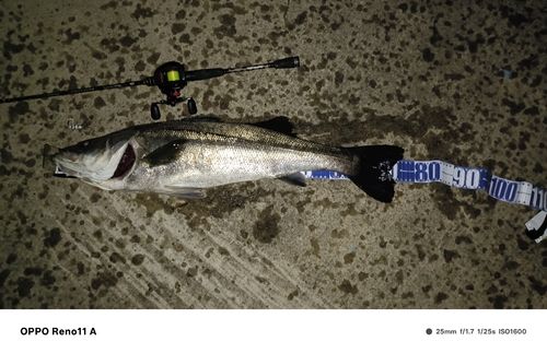 シーバスの釣果