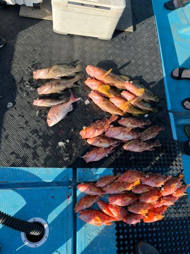 アヤメカサゴの釣果
