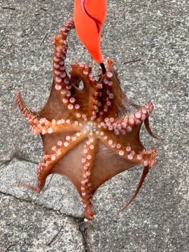 タコの釣果
