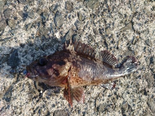 ソイの釣果