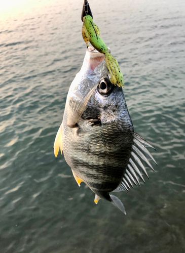 キビレの釣果