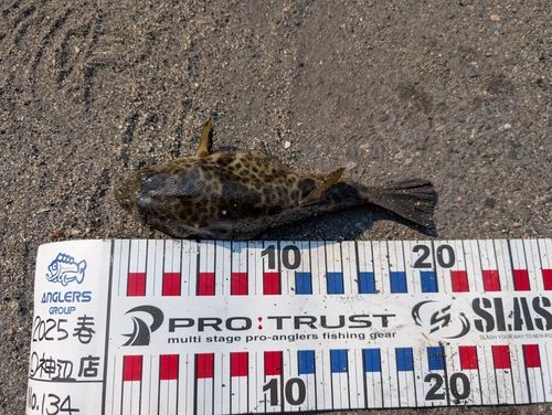 ショウサイフグの釣果