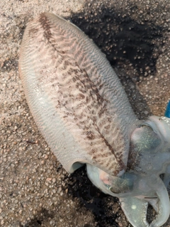 コウイカの釣果