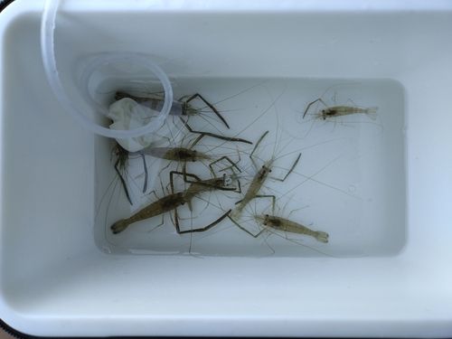 テナガエビの釣果
