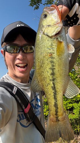 ブラックバスの釣果