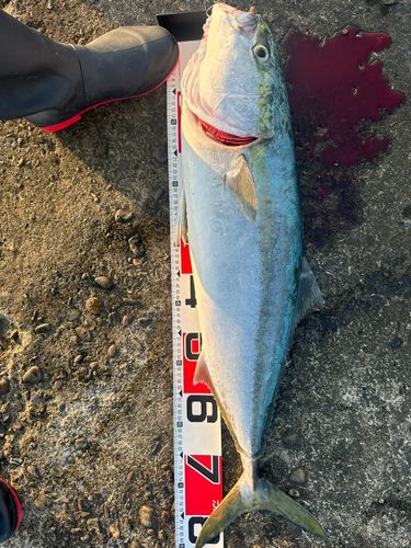 ブリの釣果