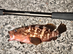 キジハタの釣果