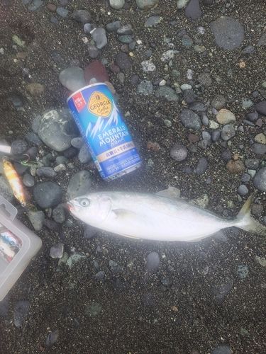 ワカシの釣果