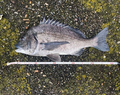 クロダイの釣果