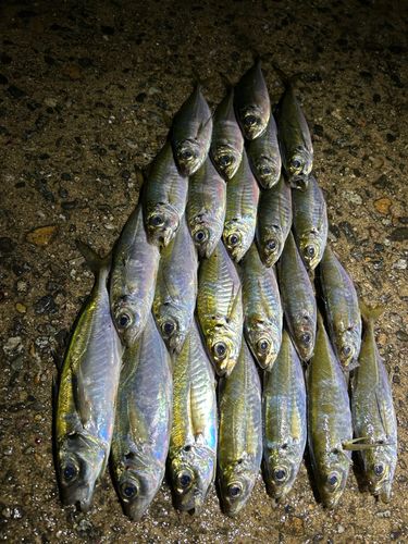 アジの釣果