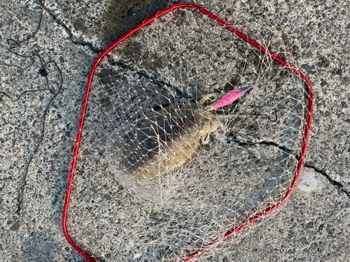 モンゴウイカの釣果