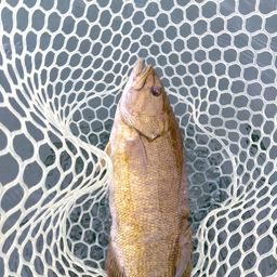 スモールマウスバス