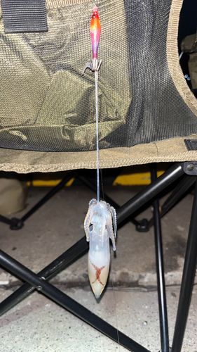 マメイカの釣果