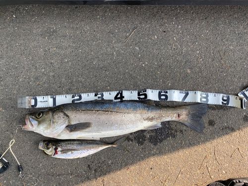 シーバスの釣果