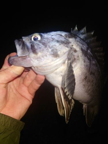 クロソイの釣果