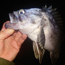 クロソイ