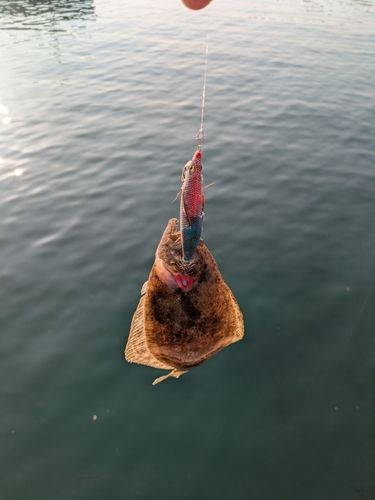 ソゲの釣果