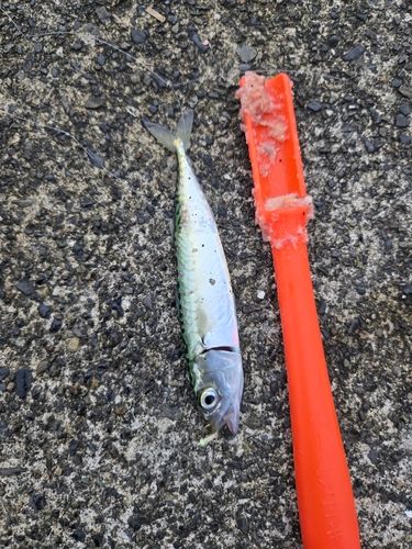 サバの釣果