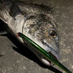 クロダイ