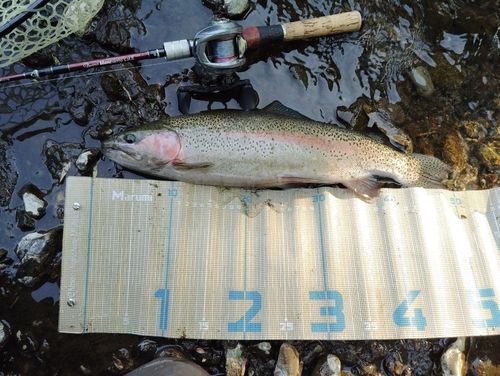 ニジマスの釣果