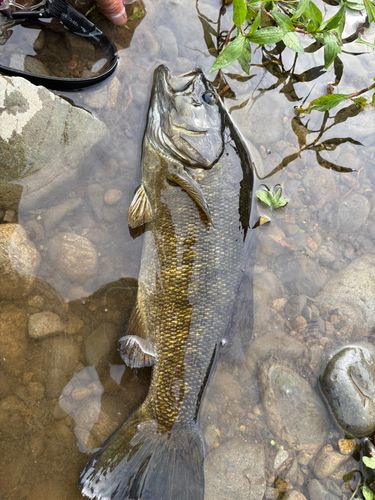 スモールマウスバスの釣果