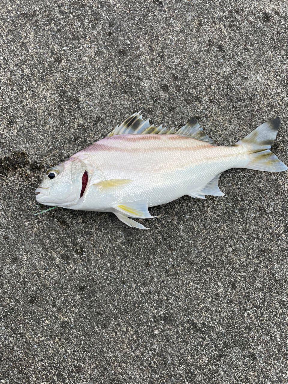 コトヒキ