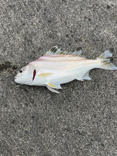 コトヒキの釣果