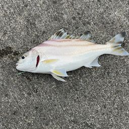 コトヒキ