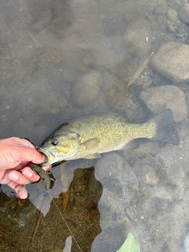 スモールマウスバスの釣果
