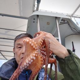 タコ