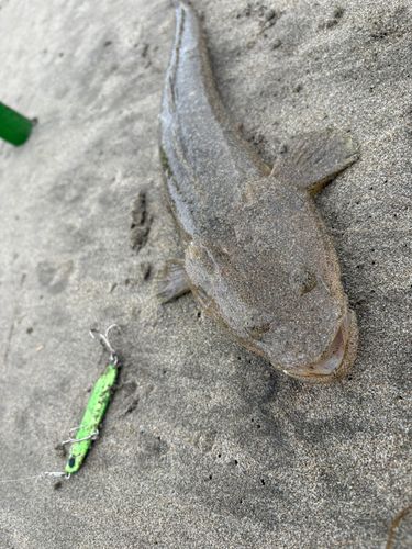 マゴチの釣果