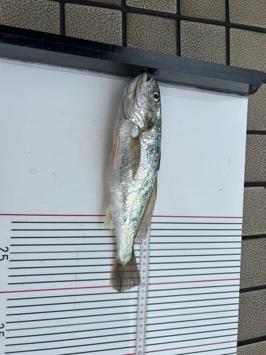イシモチの釣果
