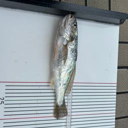 イシモチ