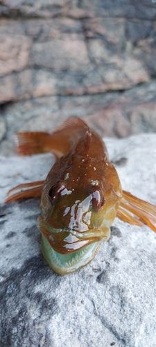 アナハゼの釣果