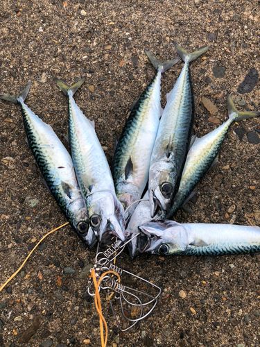 サバの釣果