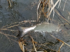 サクラマスの釣果