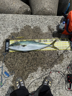 ブリの釣果