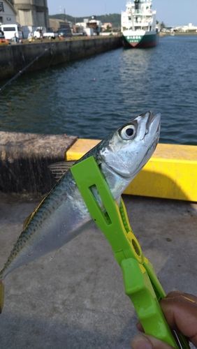 サバの釣果